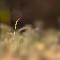 macro mini